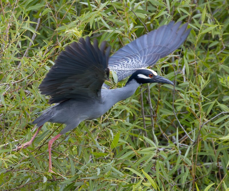 Yellow Crowned Night Heron _0019 - Yellow Crowned Night Heron