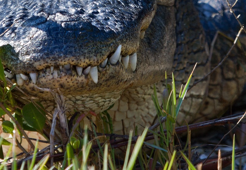 Aligators _0021 - Alligators