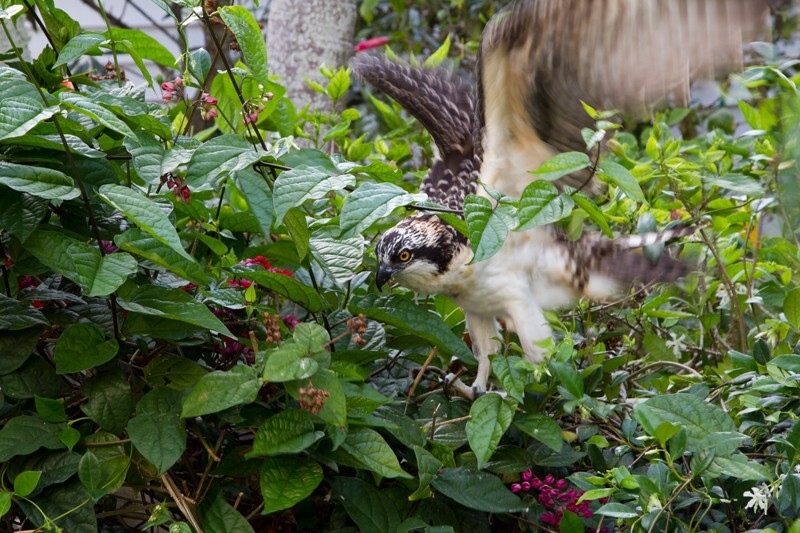 Osprey_0002 - Osprey