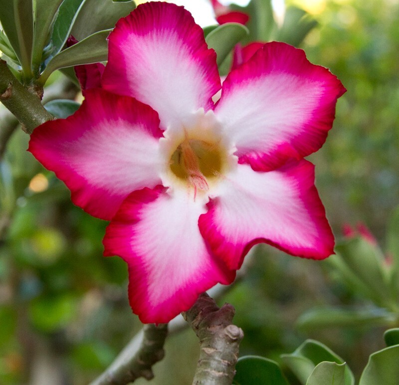 Floral_0124 - Floral - Plants