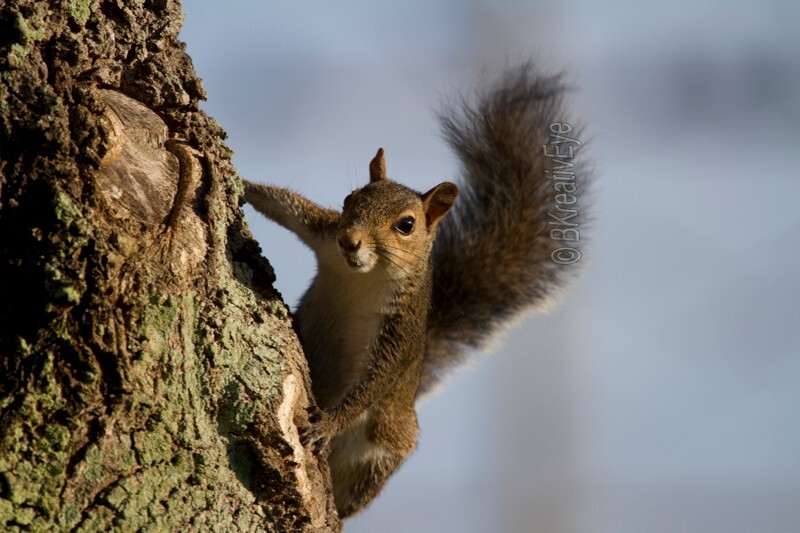 AnimalsCreatures 156 - Animals, Creatures
