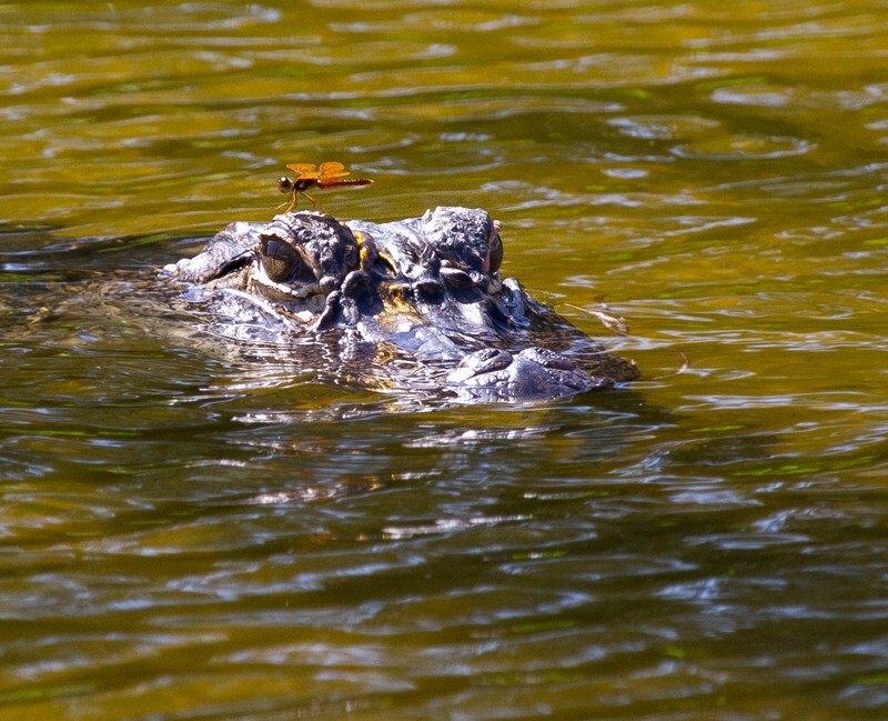 Aligators _0029 - Alligators