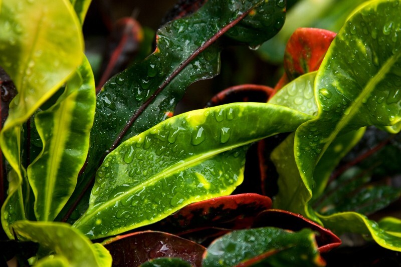 Floral_0156 - Floral - Plants