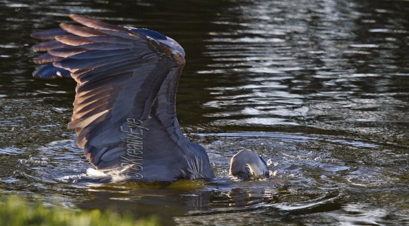 BH Birds 129 - Great Blue Heron
