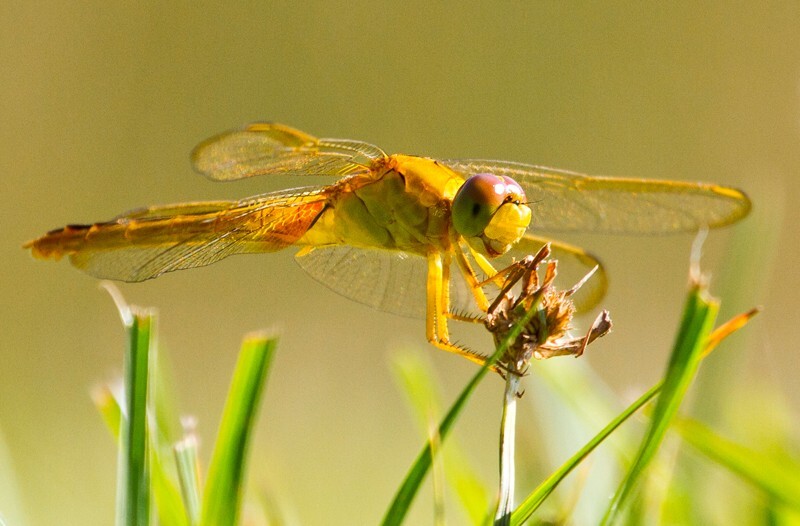 Dragonflies _0001 - Dragonflies