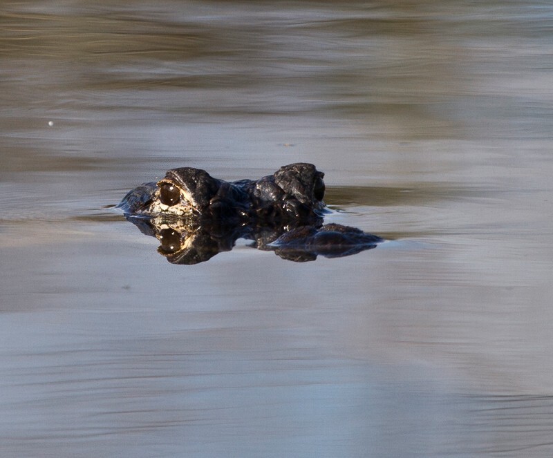 Aligators _0032 - Alligators