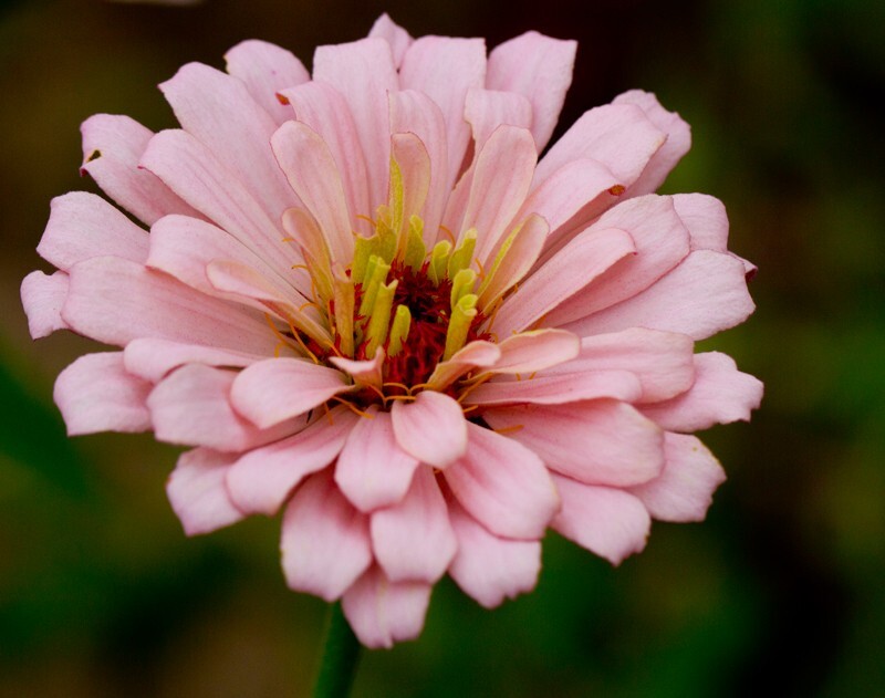 Floral_0080 - Floral - Plants