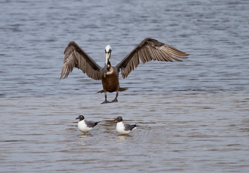  Pelicans _0044 - Pelicans