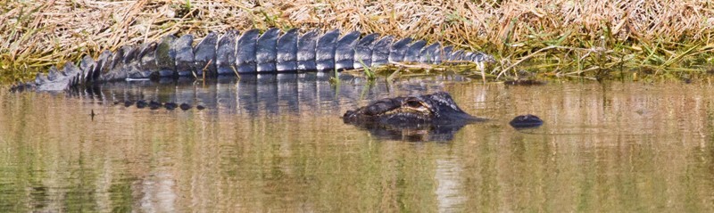 Aligators _0050 - Alligators