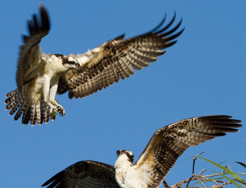 Osprey_0013 - Osprey