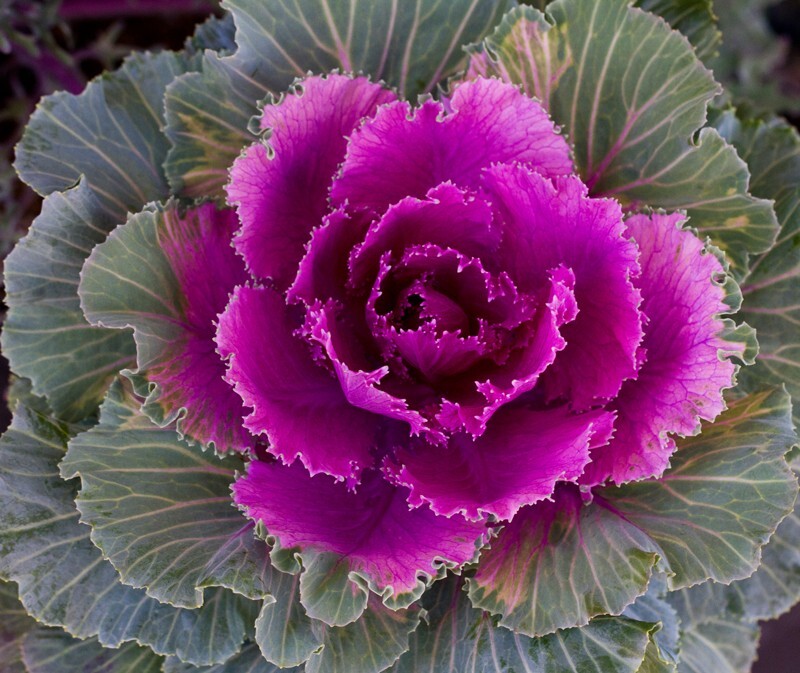 Floral_0072 - Floral - Plants