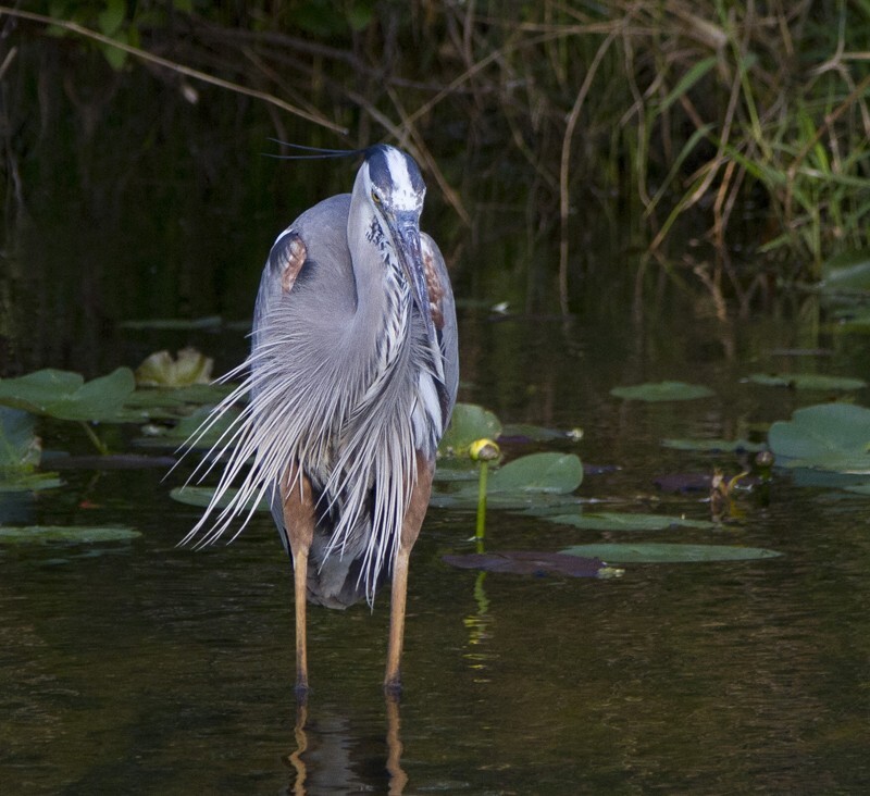 Great Blue Heron _0023 - Great Blue Heron