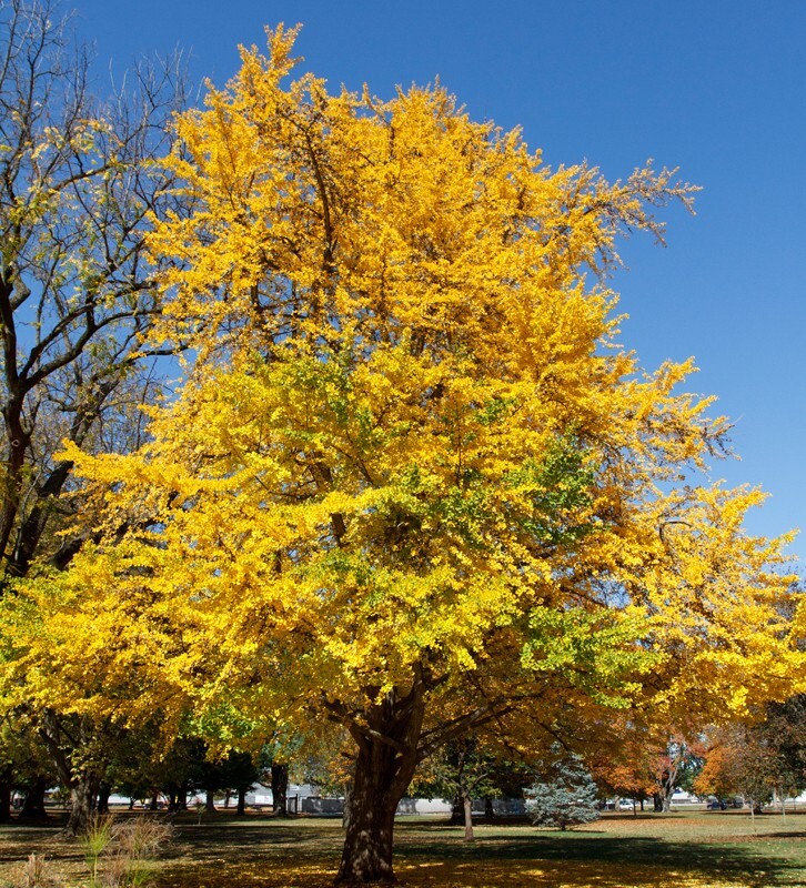 Trees  _0028 - Trees