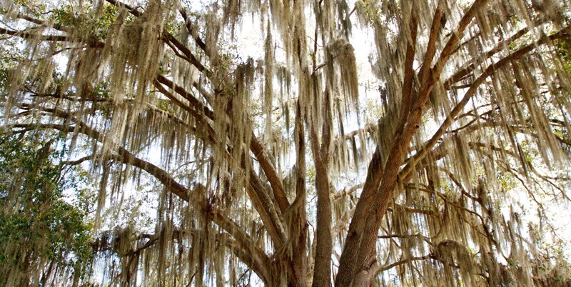 Trees  _0015 - Trees