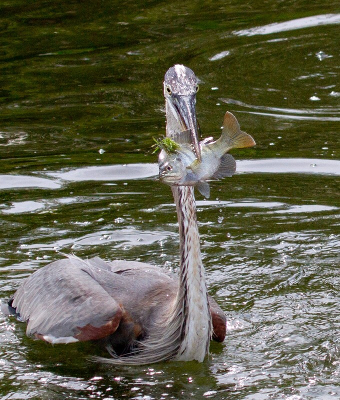 Great Blue Heron _0073 - Great Blue Heron