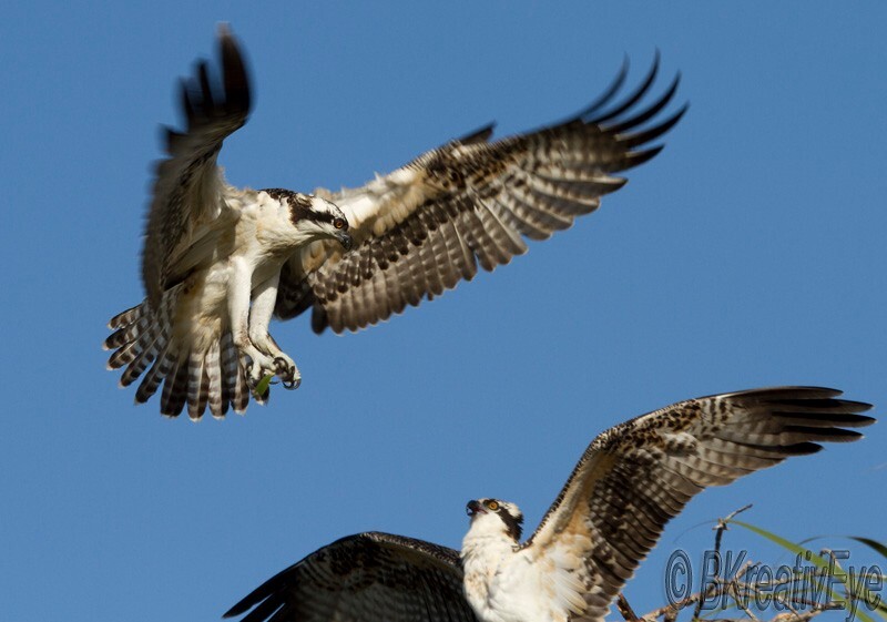 OSP Birds 308 - Osprey
