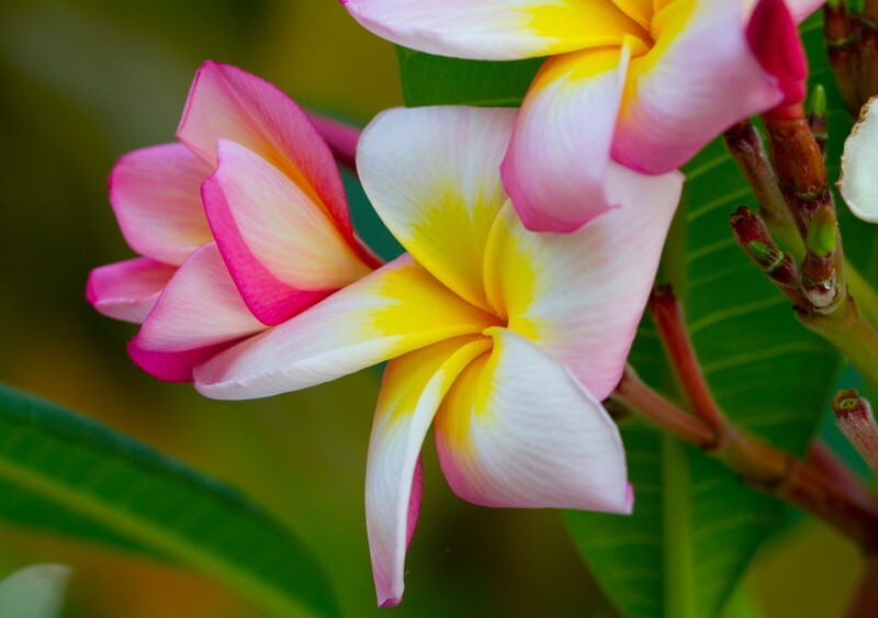 Floral_0007 - Floral - Plants