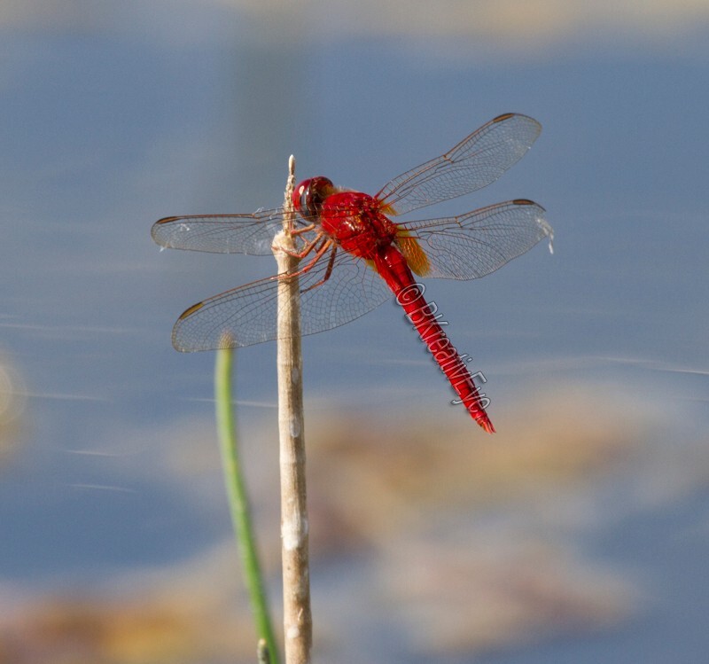 DF AnimalsCreatures 145 - Dragonflies