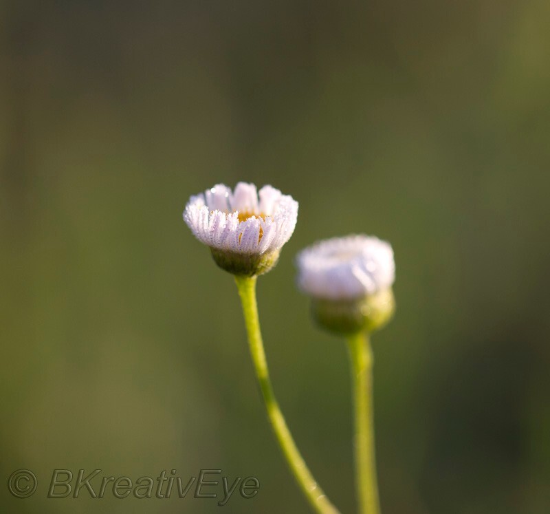Floral 168 - Floral - Plants