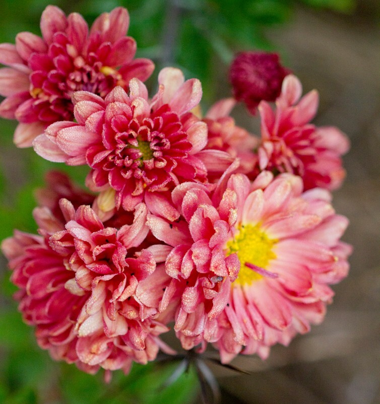 Floral_0065 - Floral - Plants