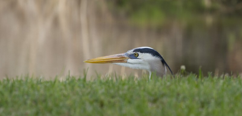 Great Blue Heron _0043 - Great Blue Heron