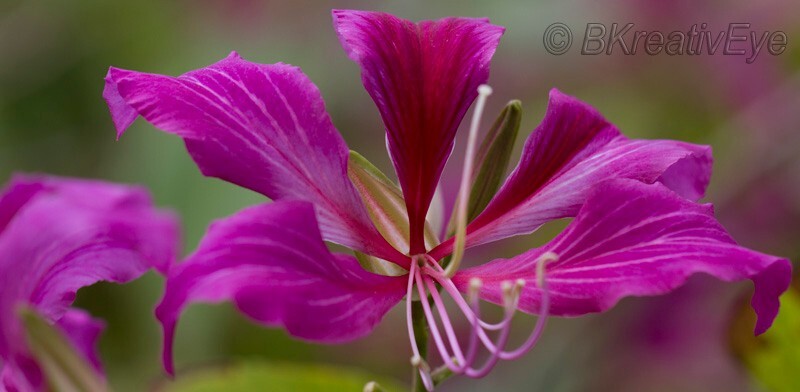 Floral 162 - Floral - Plants