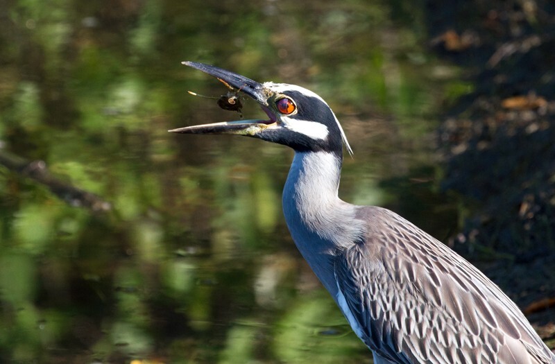 Yellow Crowned Night Heron _0027 - Yellow Crowned Night Heron
