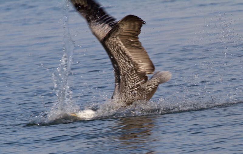  Pelicans _0019 - Pelicans