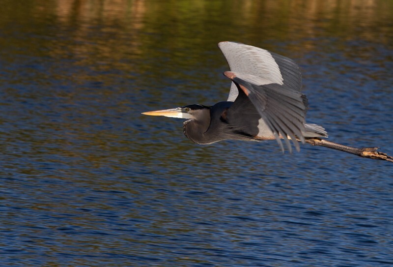Great Blue Heron _0075 - Great Blue Heron