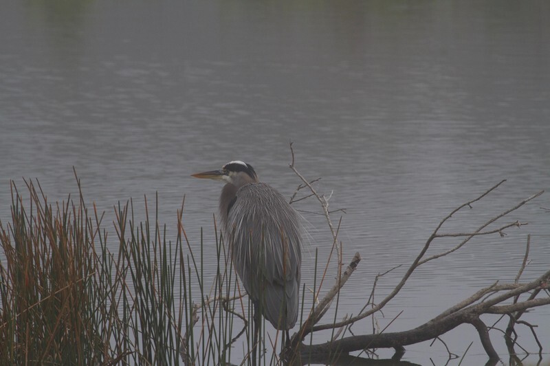 Great Blue Heron _0091 - Great Blue Heron