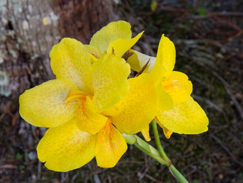 Floral_0098 - Floral - Plants