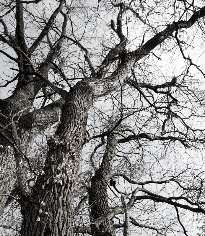 Trees  _0042 - Trees