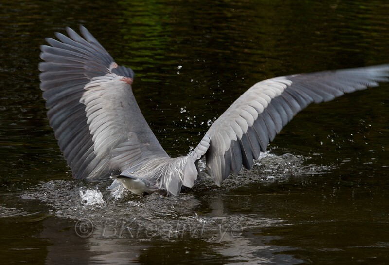 Birds 353 - Great Blue Heron