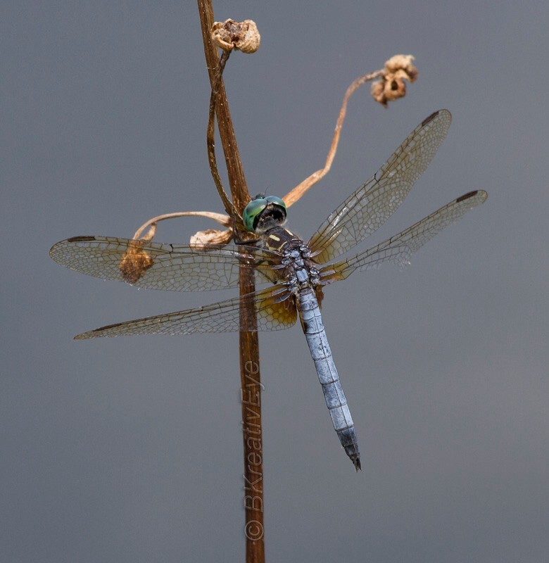 DF AnimalsCreatures 171 - Dragonflies