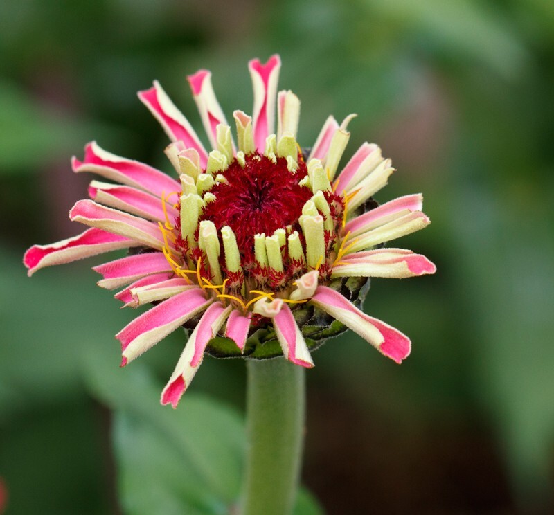 Floral_0081 - Floral - Plants