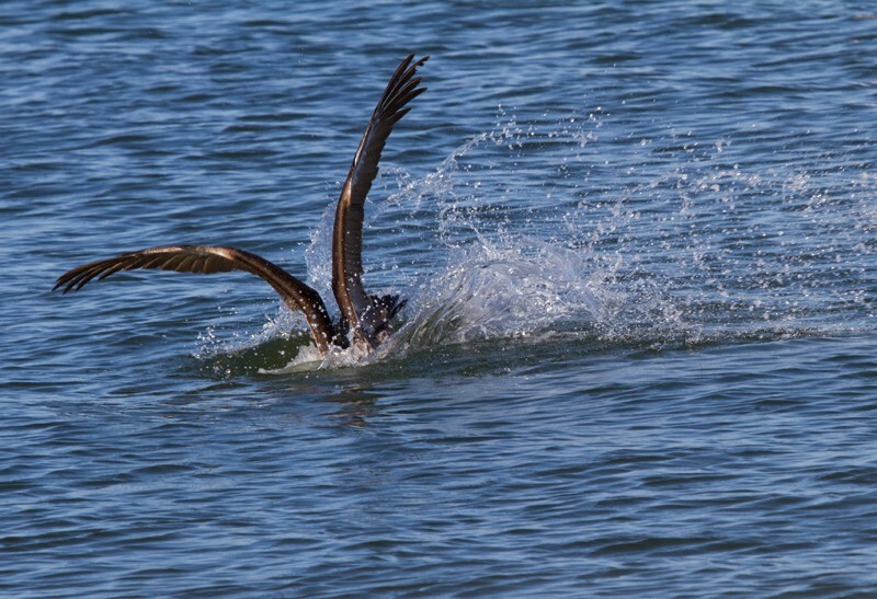 Pelicans _0011 - Pelicans