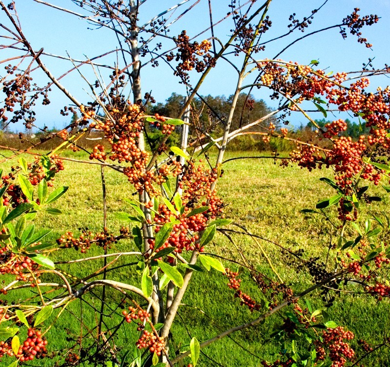 Trees  _0040 - Trees