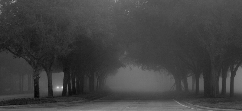 Trees  _0048 - Trees