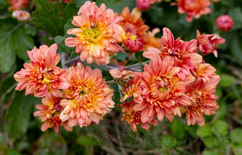 Floral 186 - Floral - Plants