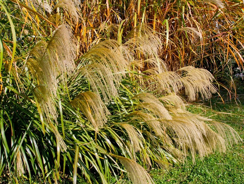 Floral_0061 - Floral - Plants