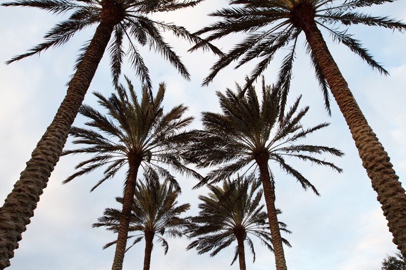 Trees  _0068 - Trees