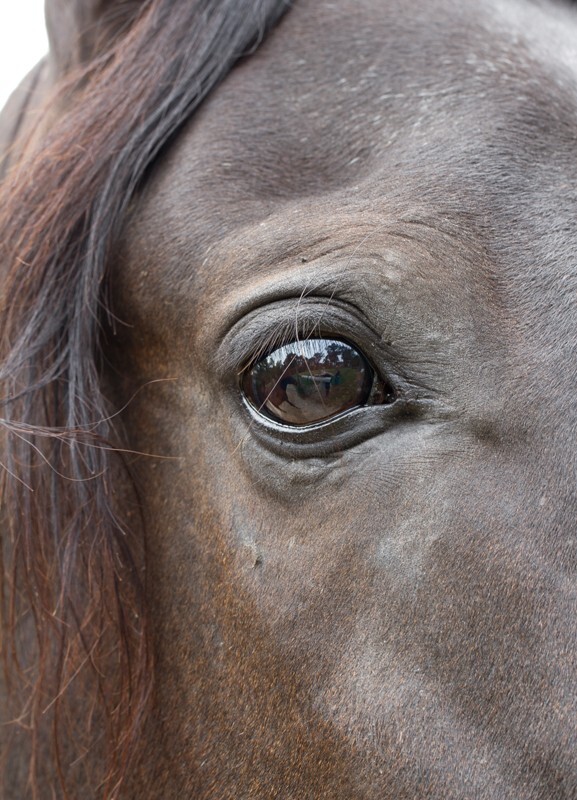 AnimalsCreatures _0009 - Animals, Creatures