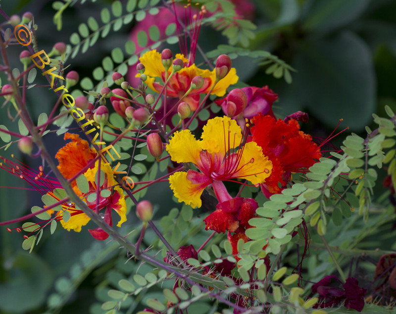 Floral 073 - Floral - Plants