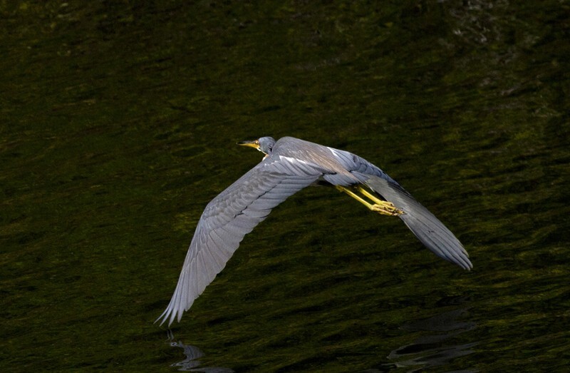 Tricolored Heron _0029 - Tri-Colored Heron