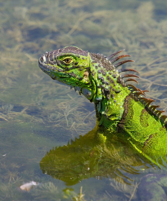 AnimalsCreatures _0060 - Animals, Creatures