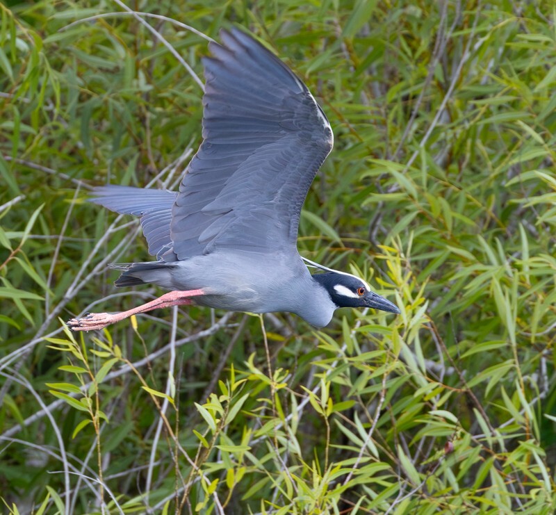 Yellow Crowned Night Heron _0021 - Yellow Crowned Night Heron