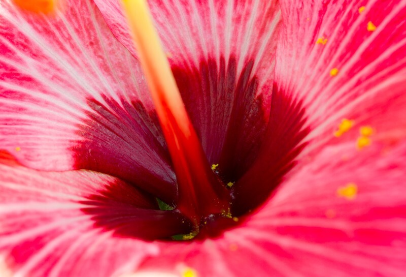 Floral_0008 - Floral - Plants