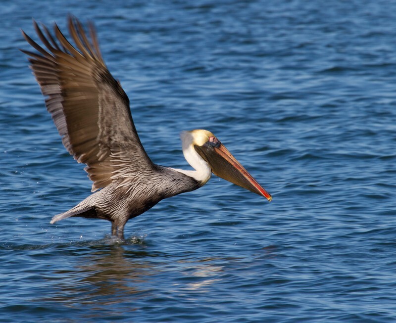  Pelicans _0033 - Pelicans