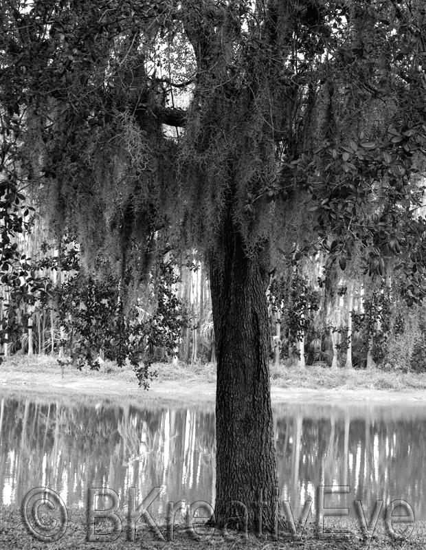 Trees  046 - Trees