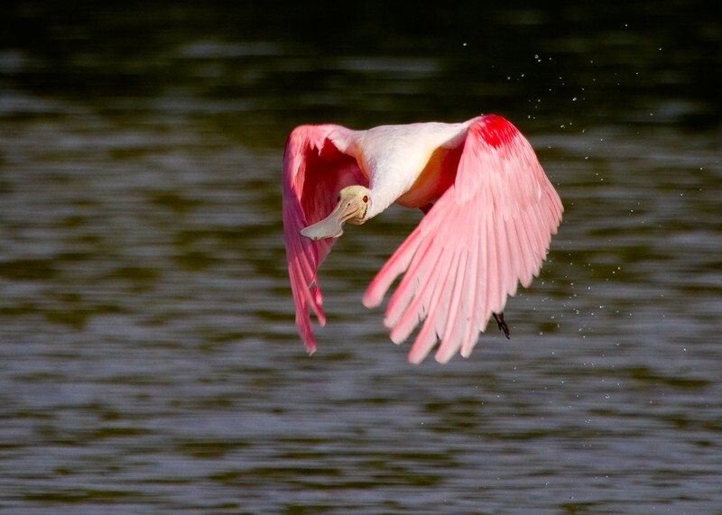 Roseate Spoonbil _0008 - Roseate Spoonbill